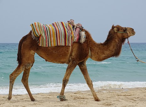 Neue Geschichten aus Absurdistan: Vom gefährlichen Umfeld des „Club Med Hammamet“